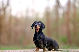 EU sagt illegalem Hunde- und Katzenhandel den Kampf an