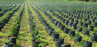 Image result for oil palm