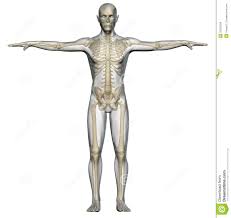 Resultado de imagen para cuerpo humano
