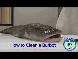 Image result for burbot fish