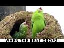 Pictures of 2 parrots dancing to music <?=substr(md5('https://encrypted-tbn3.gstatic.com/images?q=tbn:ANd9GcQnbwvKt1OI8CS2wiTnIQt60C7iDIacpLIvu_HT5LlAvD5n_iMuMGo0kRk'), 0, 7); ?>