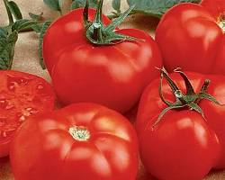 Image of Beefmaster tomato