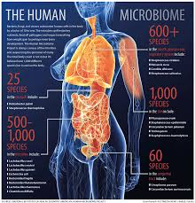 Image result for human gut
