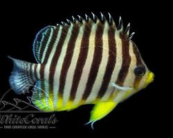 Afbeelding van Paracentropyge multifasciata (Barred Angelfish)