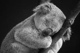 Hand picked five stylish quotes about koala photograph English ... via Relatably.com