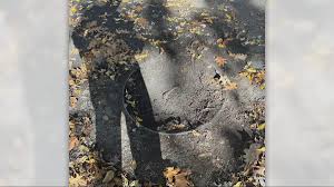 Man’s Serious Scooter Fall Sparks Debate Over Park Safety