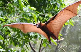 Image result for fruit bats