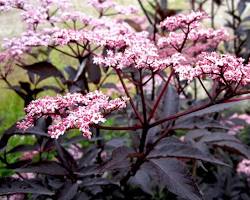 Obraz: Bez czarny (Sambucus nigra)