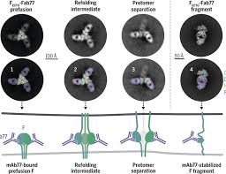 Antibody Blocks Measles Virus Fusion Protein Transition - 1