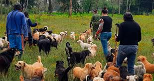 Autoridades desalojan refugio en CdMx; dejan a más de mil perros y gatos en la calle