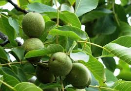 ceviz gübreleme ile ilgili görsel sonucu