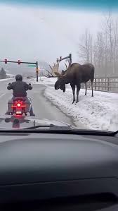 WILDLIFE !!! MOOSE ON DA LOOSE 🐃 #moose #wildlife #animals ...