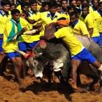 Jallikattu Tamil Nadu: 19-year-old spectator