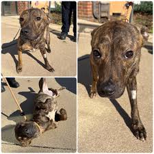 Angus 🤎🤎 Angus came to us as a stray with her siblings ...