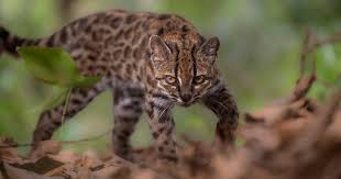 New species of wild cat discovered for first time in more than a century, researcher says — CBS News