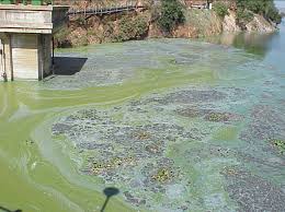 Hartbeespoort Polution