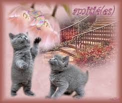 Résultats de recherche d'images pour « gif papillon,chat »