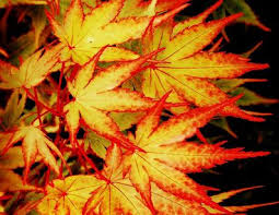 images?q=tbn:ANd9GcQoLCDXizKoDx1PimEt6h_VjmcMT3_iwGrXen4DP_dXc7yUBW44