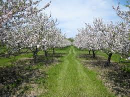 Image result for images of an orchard