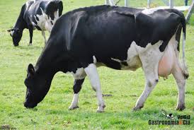 Resultado de imagen para animales consumidores