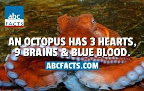 Image result for octopus its blood