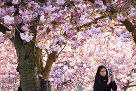 Pollen season in UK and mainland Europe extended by climate breakdown