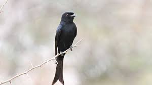 Image result for ফিঙ্গে পাখি