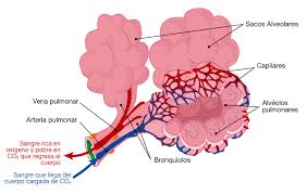 Resultado de imagen de alveolo pulmonar