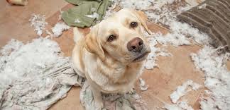 Image result for dogs images