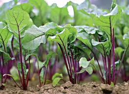 images?q=tbn:ANd9GcQowdPnXmjvyzqu1OgRCsXAXiKrhbyDGhPnrp1nflPqzAvWPHVy