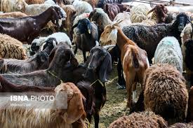 پاییز از نظر تامین گوشت شرایط خوبی داریم