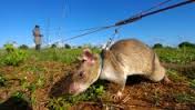 Image result for Perepilichny