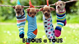 Rsultat de recherche d'images pour "gros bisous chiots"