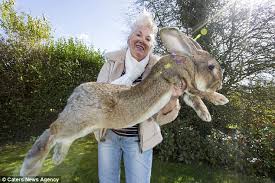 Image result for rabbits