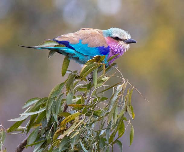 Lilac-breasted Roller Sounds & Calls | Wild Ambience Nature Sounds