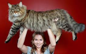 Image result for maine coon