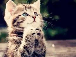 Résultat de recherche d'images pour "image chaton mignon"