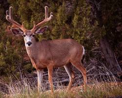 Image of Kaibab Deer California