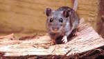  Woman Who Thought She Had the Flu Actually Had a Rare, Rodent-Borne Virus
