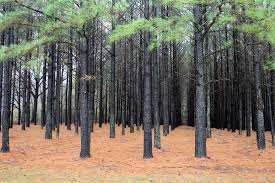 Image result for Tree plantation