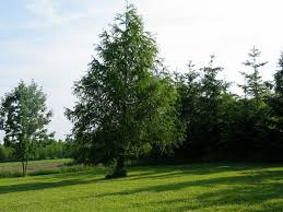 Image result for larch tree