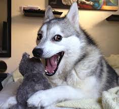 images?q=tbn:ANd9GcQpL-yvVPj2rY-jNm_6zgn9Ym9F3r6sQwkWDxo-yvDWJDQMfd_i