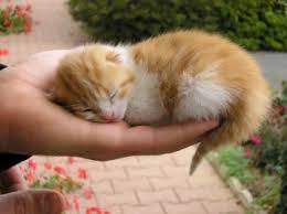 Résultat de recherche d'images pour "chat mignon"