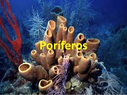 Resultado de imagem para imagens poríferos