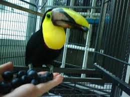 Image result for baby macaw parrot for sale