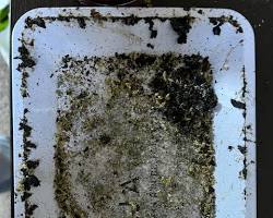 Image of clean and a dirty rolling tray