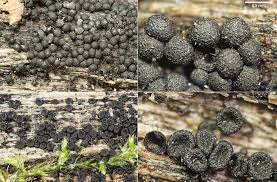 Image result for Tympanopsis confertula