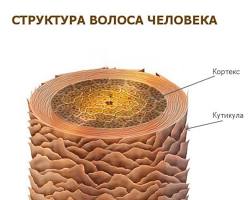 Изображение: Кортекс волоса