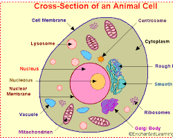 Image of labeled crosssection of an animal cell