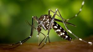 Trend Google: virus dengue udine